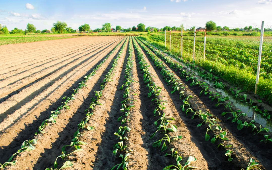 ¿Sabes cuál es el uso de agua en la agroindustria en México?